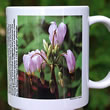 mug DS-075 Dodecatheon meadia 7111